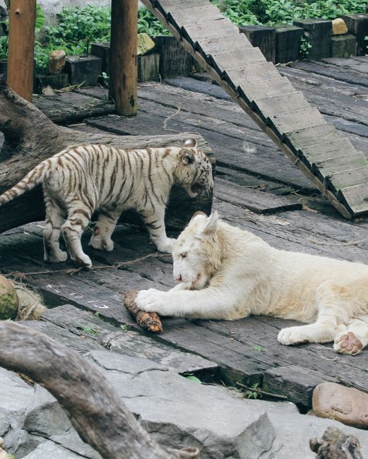 Adorable white tiger cubs playing in their zoo habitat, exploring and interacting with the environment.