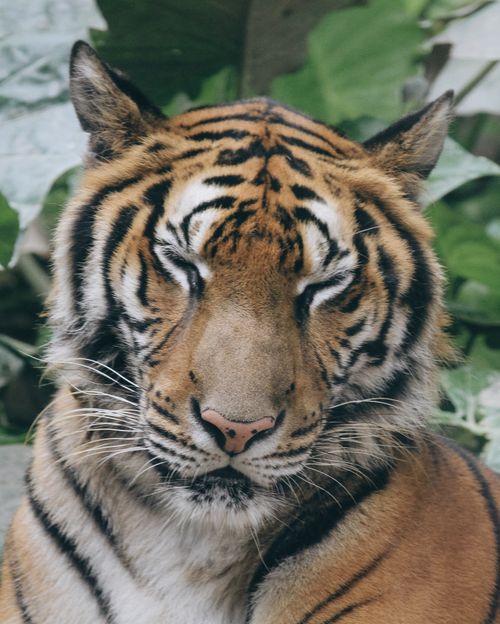 Free A serene tiger with closed eyes, surrounded by lush green foliage, capturing a calm moment in nature. Stock Photo