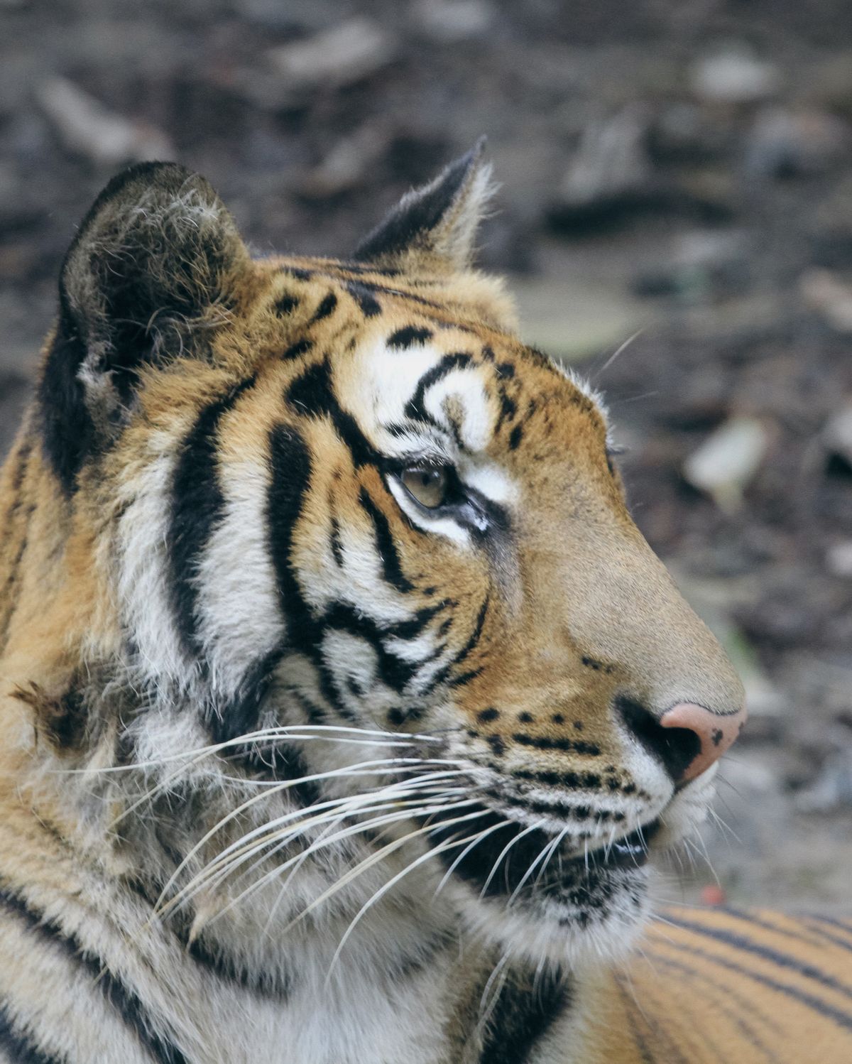 Save The Tech Tiger
