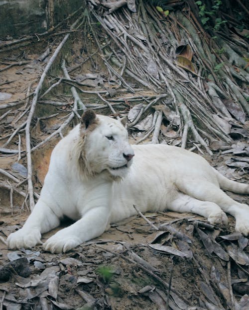 Gratis stockfoto met aan het liegen, beest, dierentuin