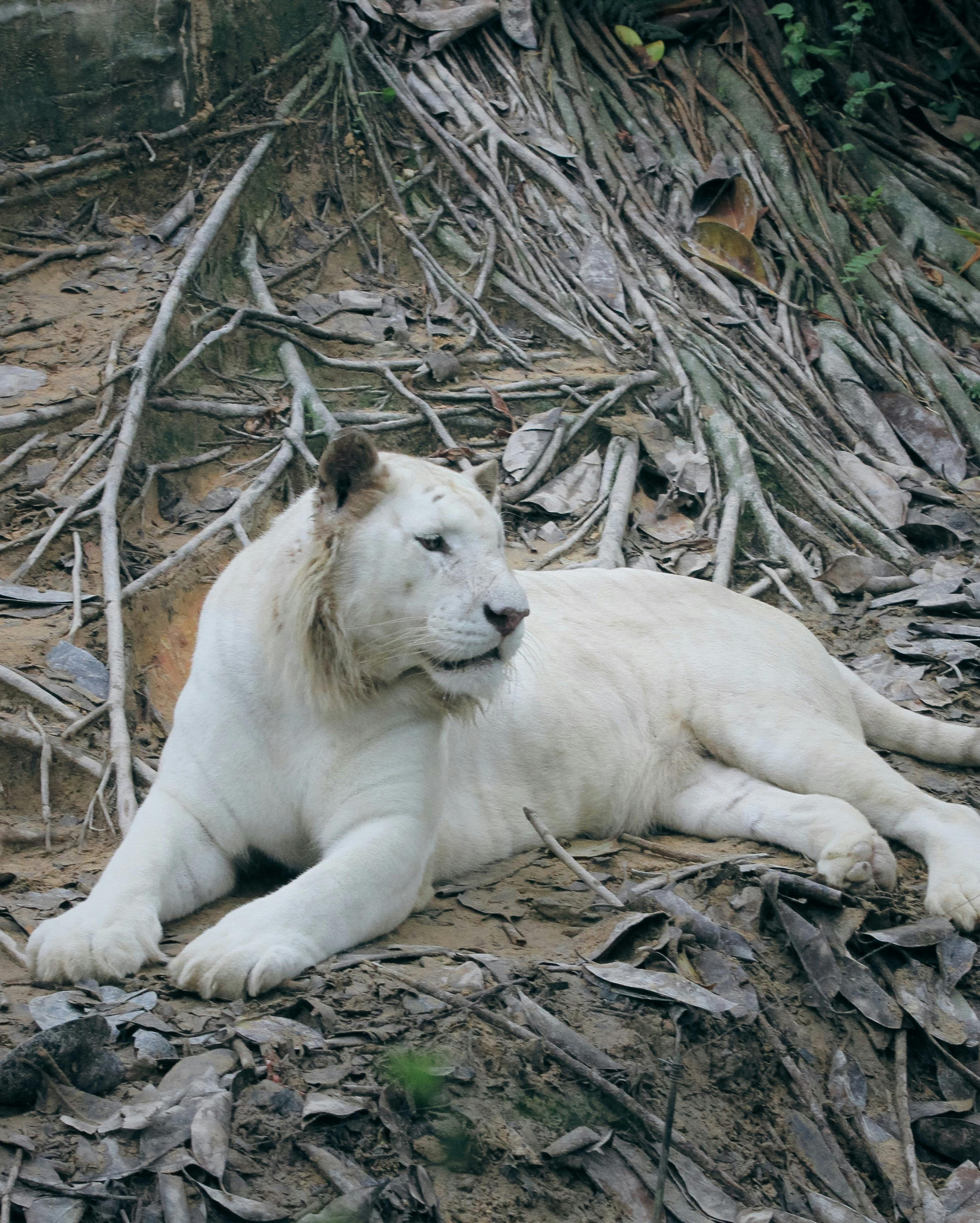 A White Lion in a Zoo · Free Stock Photo