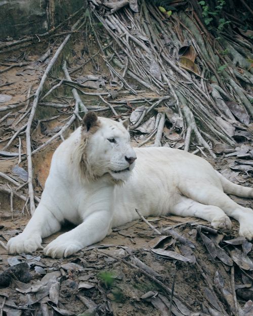 Free A majestic white lion lying on the forest floor, displaying its natural beauty and strength. Stock Photo