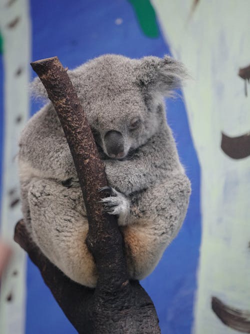 Základová fotografie zdarma na téma detail, koala, medvěd