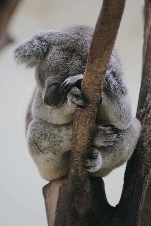 Free Close-up of a koala resting on a tree, showcasing its soft fur and calm demeanor. Stock Photo