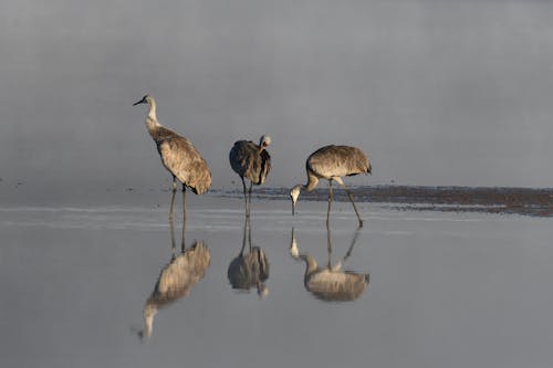 Foto d'estoc gratuïta de aigua, animals, au aquàtica