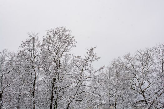 Snow-covered trees under an overcast sky create a serene winter scene.