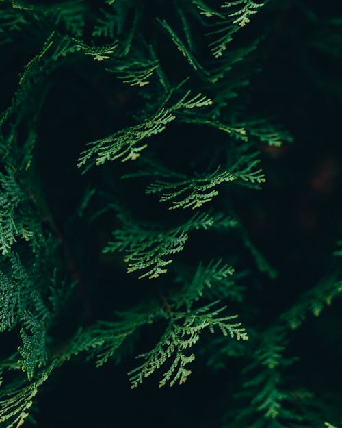 Close up of Evergreen Leaves