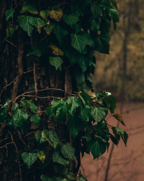 Close-up of Ivy Growing on a Tree Trunk 