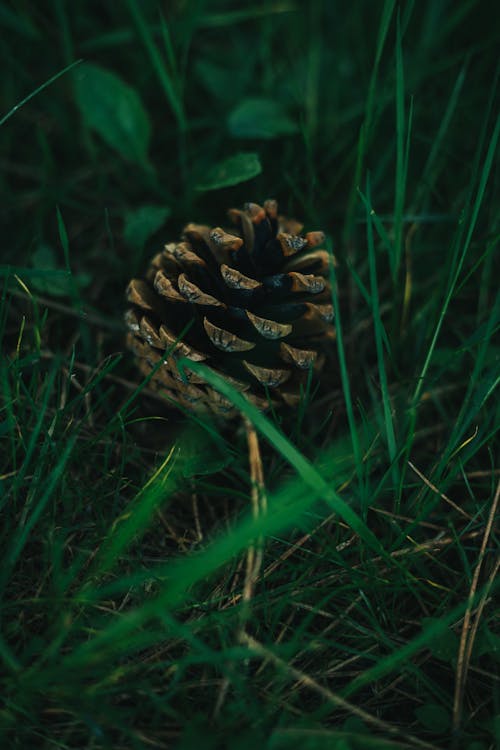 Pinecone on Green Grass