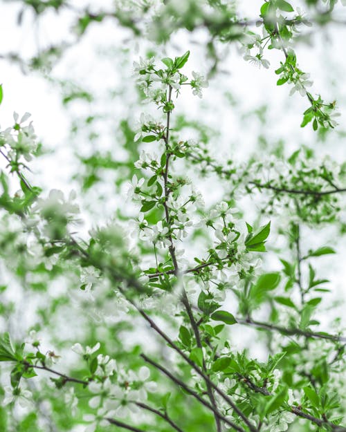 A White Flowers with Green Leaves