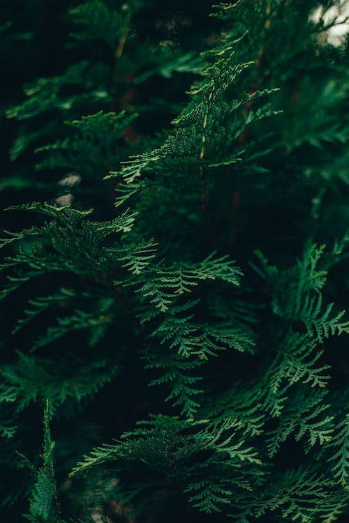 Close-Up Shot of Green Leaves