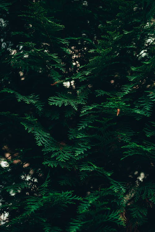 Fir Tree with Green Leaves