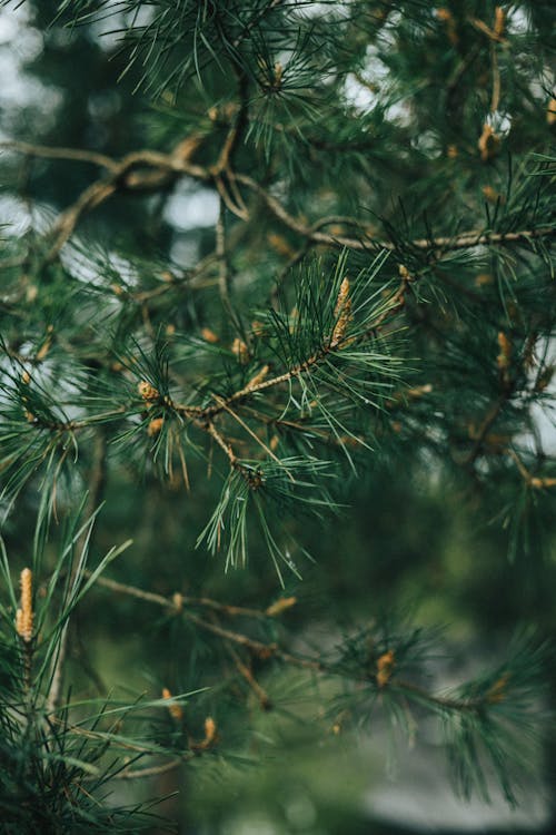 Close-up of a Pine Tree Branches