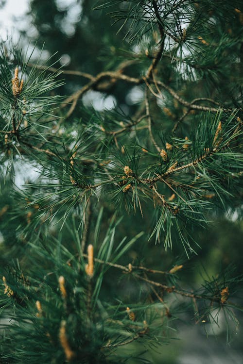 Close Up Photo of Pine Tree