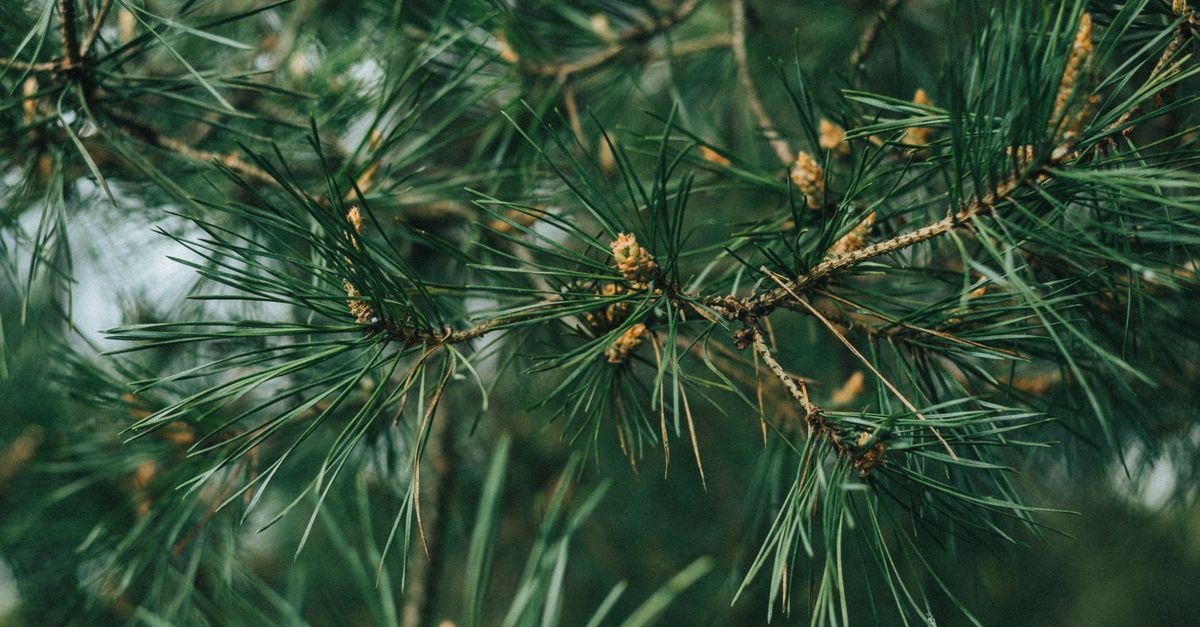 Pine Tree Zoom In Close Up Photo of Pine Tree · Free Stock Photo