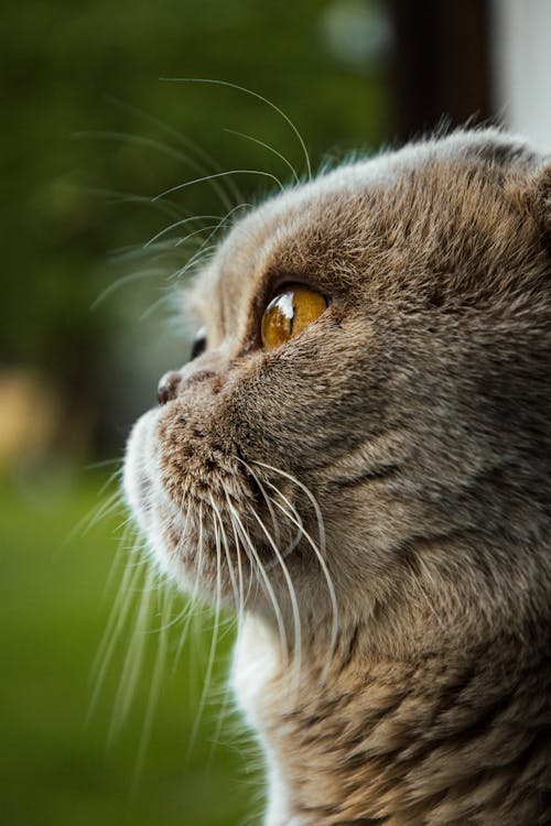 Cat in Close-Up Photography