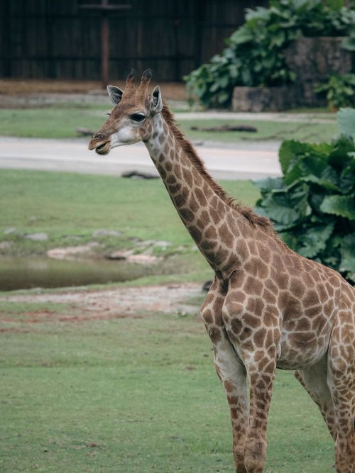 Free A giraffe stands majestically in a grassy outdoor environment. Stock Photo