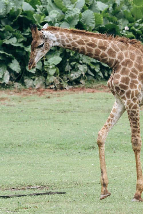 Free A giraffe gracefully walking on a green grass field, showcasing its elegant long neck. Stock Photo