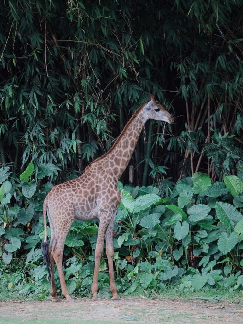 Free A majestic giraffe stands gracefully among dense green foliage, showcasing nature's beauty. Stock Photo