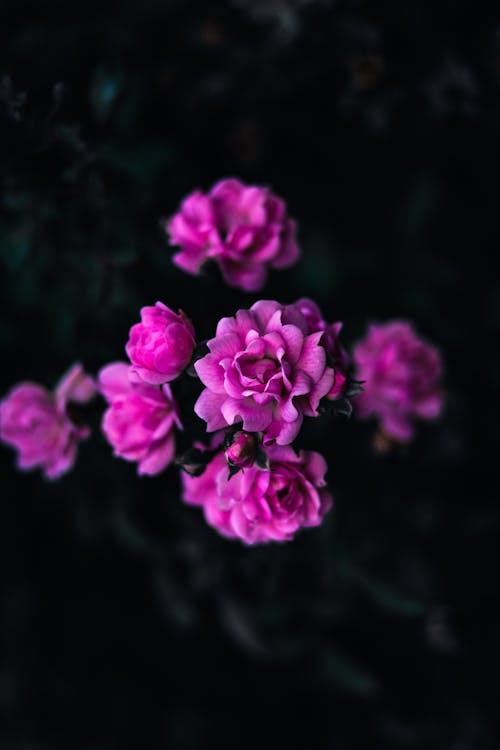 Foto stok gratis berbunga, bunga-bunga, dekoratif