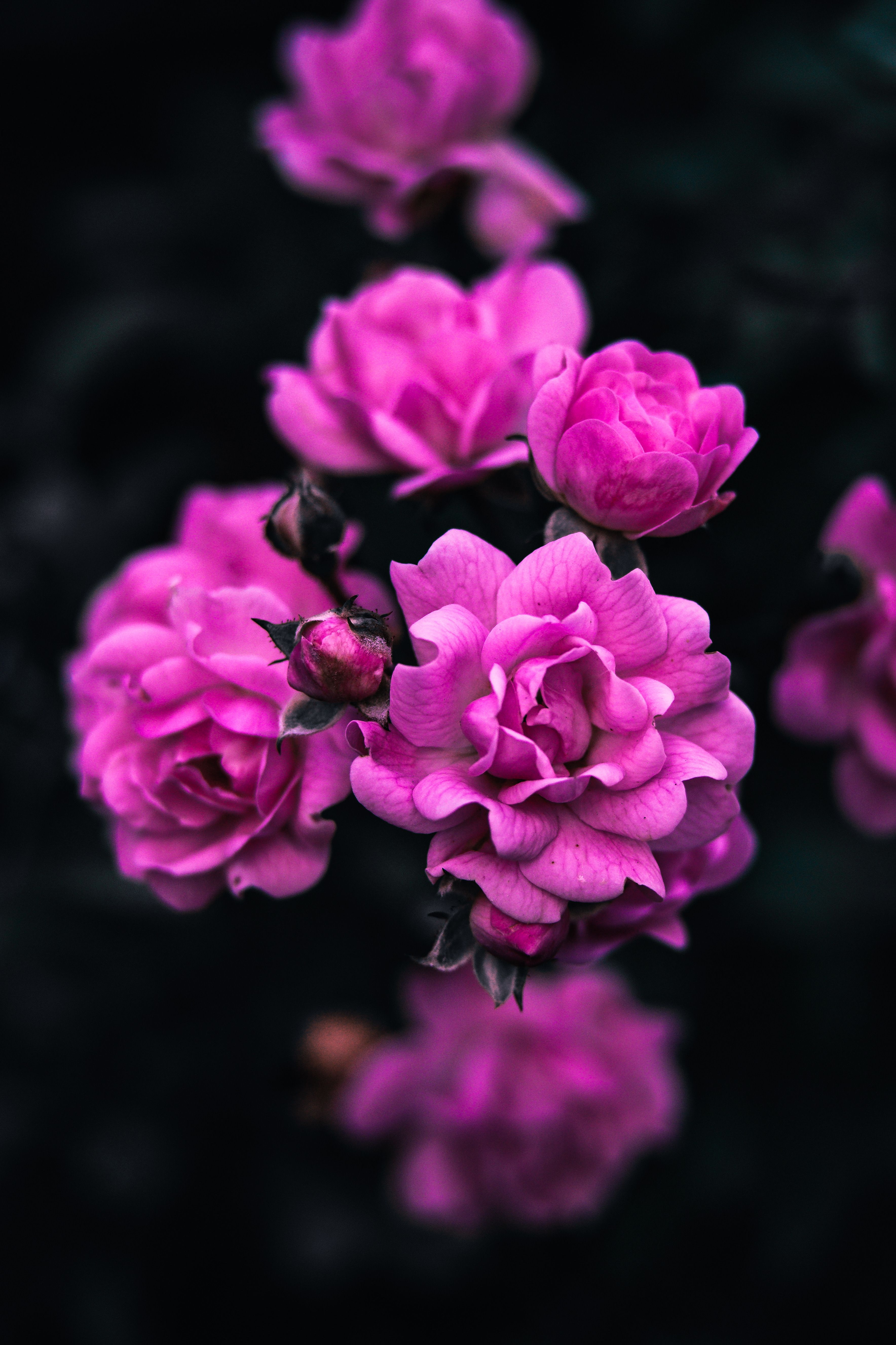 A bush of pink roses in the sun · Free Stock Photo
