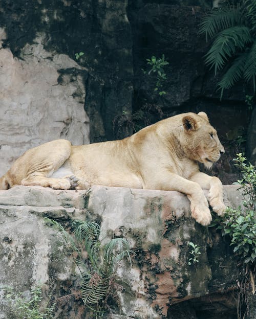 A Lioness Lying on the Ground