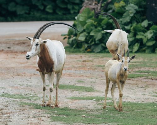 Free A pair of Scimitar Oryx walking on grassy terrain, showcasing their distinctive curved horns. Stock Photo