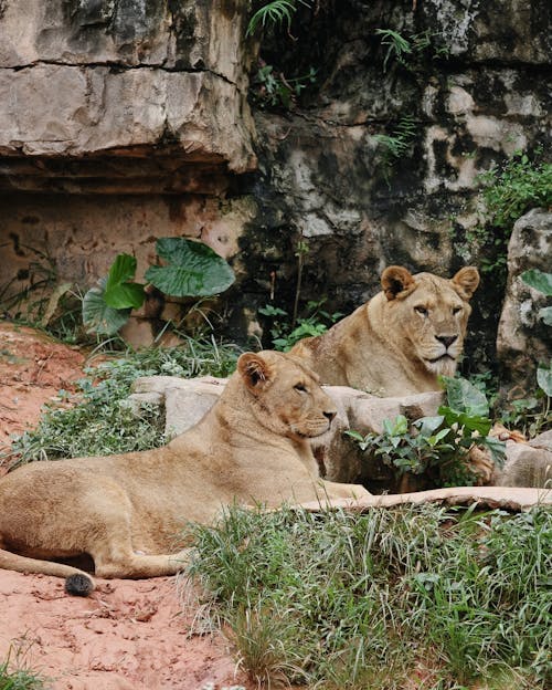 Lionesses Lying on the Ground