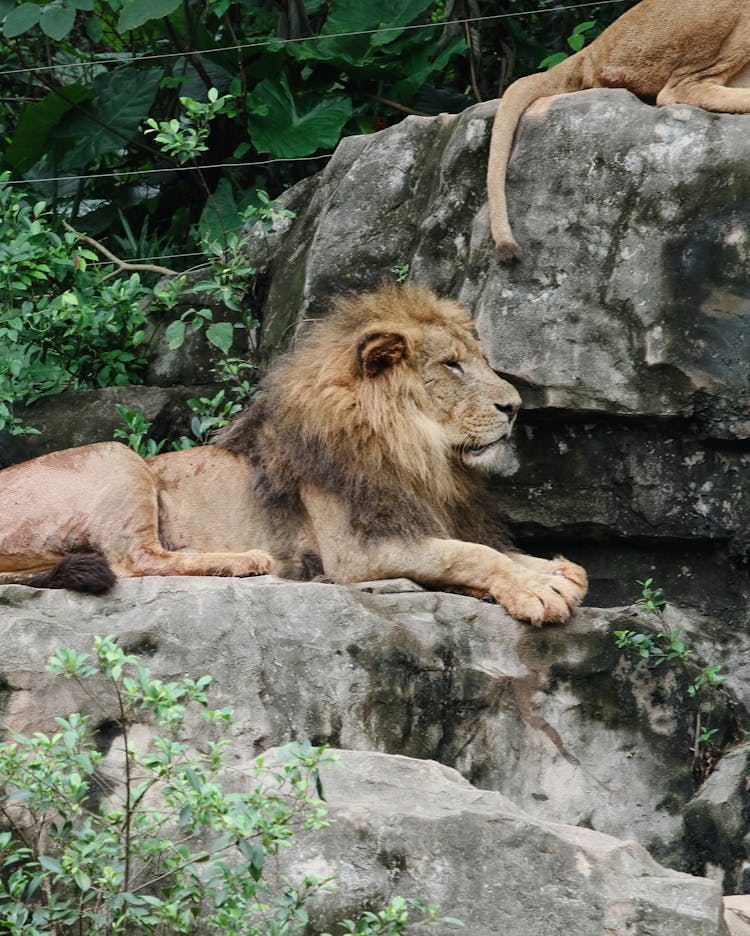 A Lion On A Rock