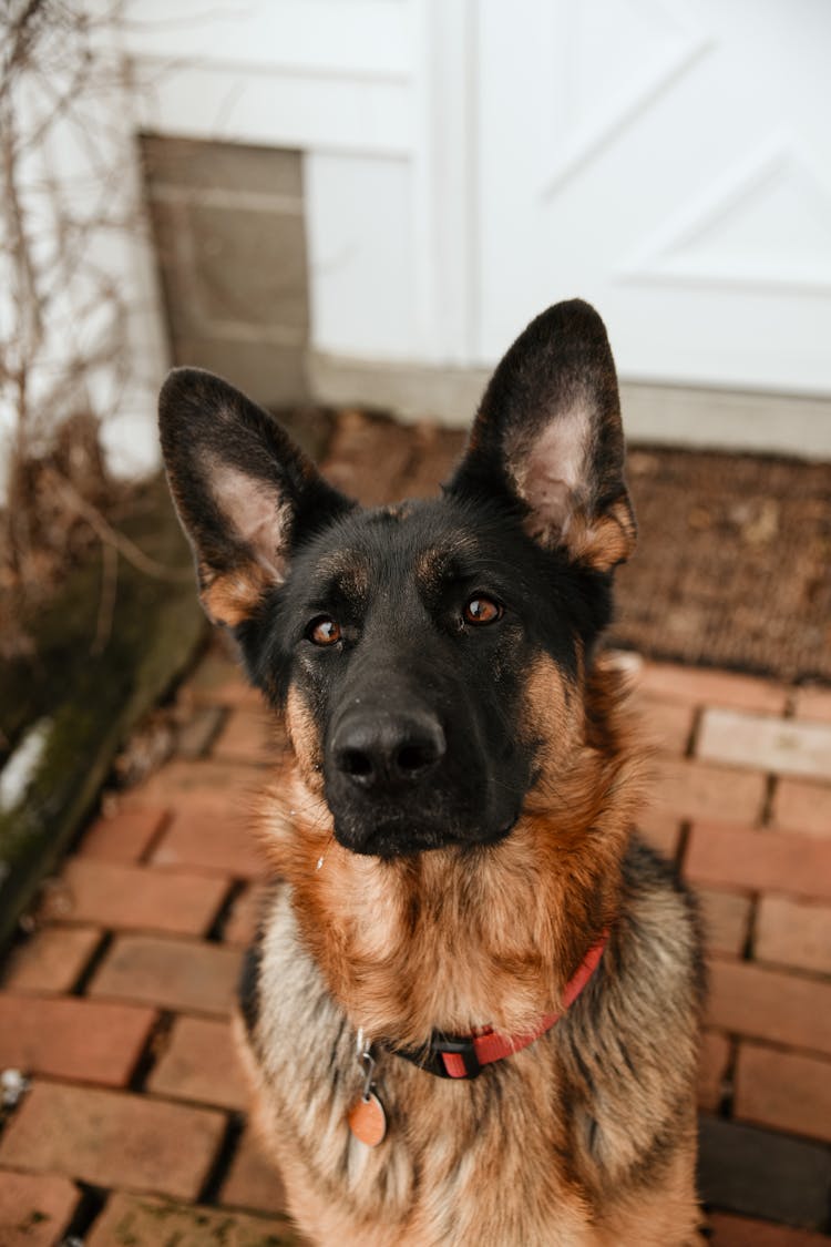 German Shepherd In Front Of A House 