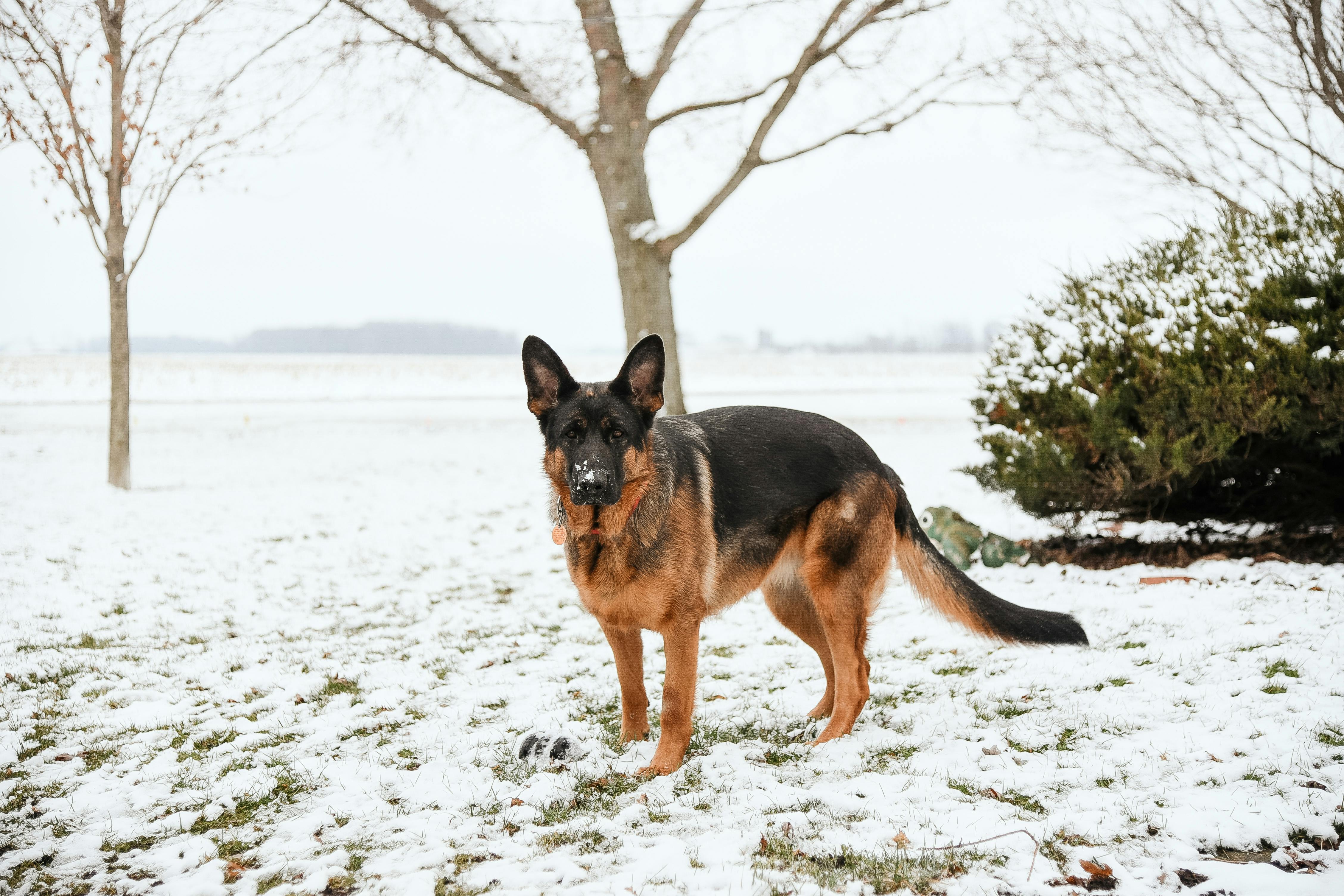 German Shepherd Outdoors in Snow