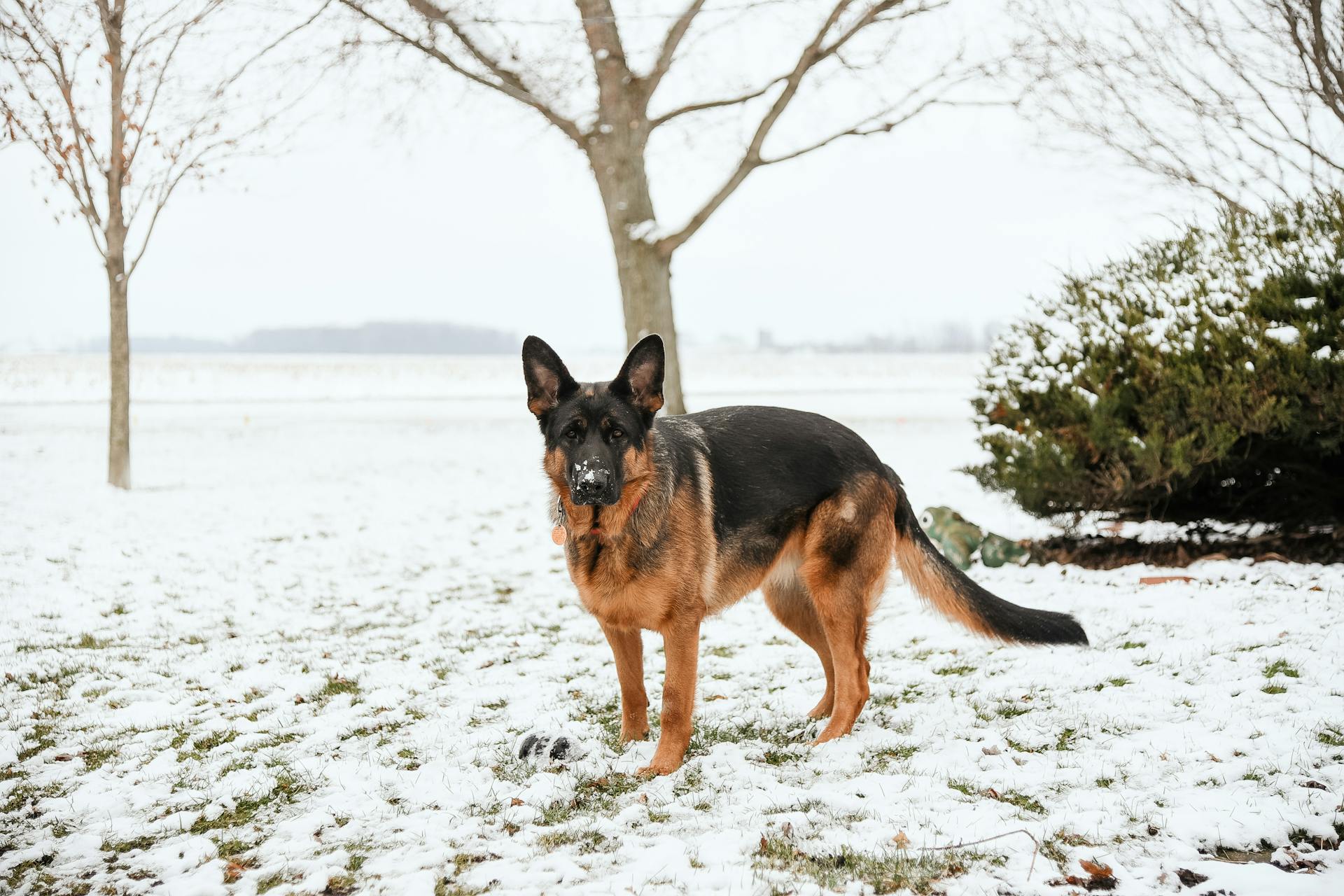 Tysk herdehund utomhus i snö