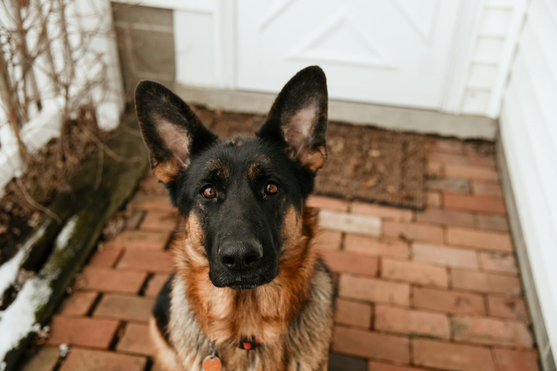 En schäferhund framför ett hus