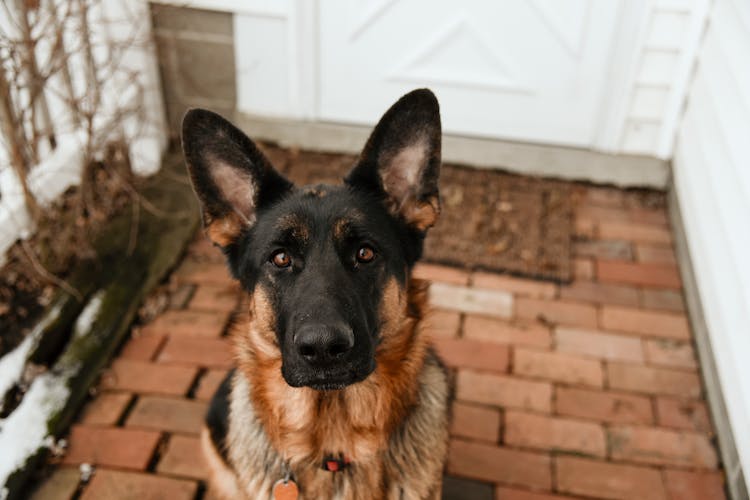 German Shepherd In Front Of A House 