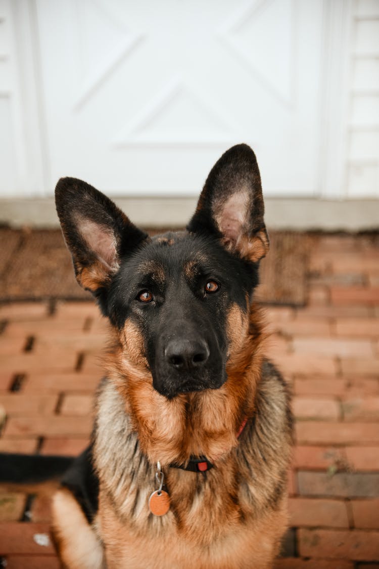 German Shepherd In Front Of A House 