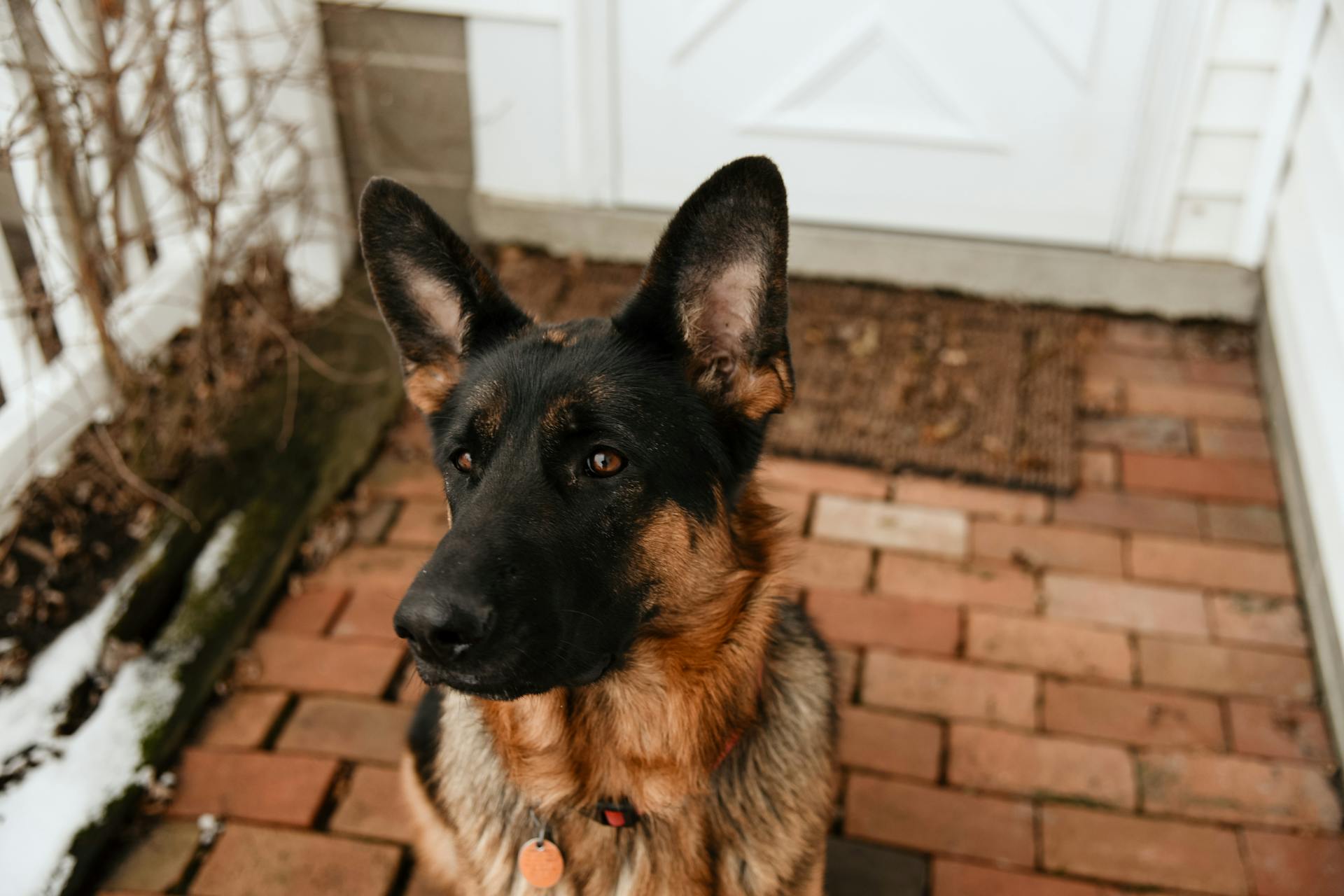 Närbilder av en schäferhund