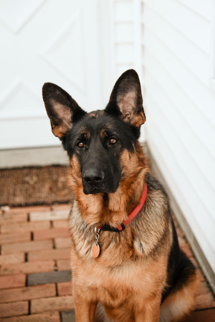 German Shepherd In Front Of A House 