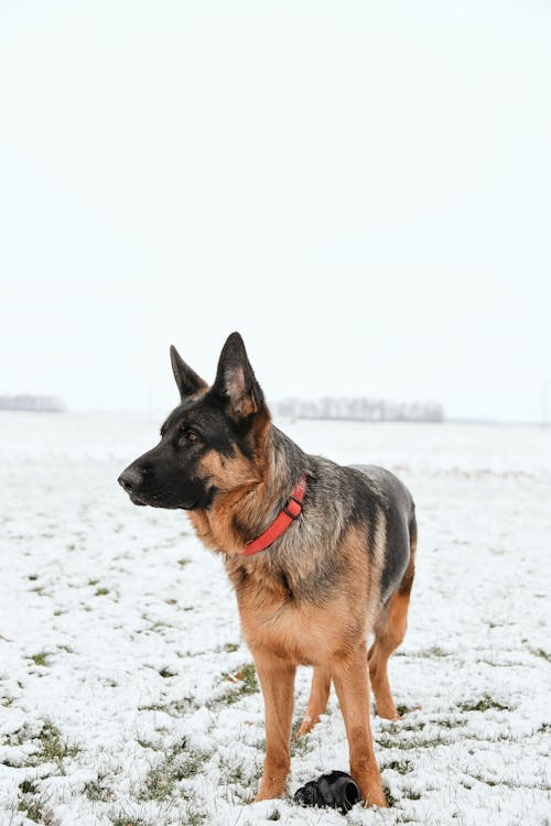 German Shepherd Outdoors in Snow