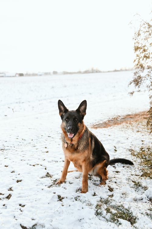 German Shepherd in Snow