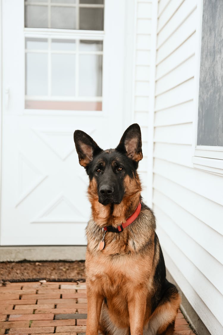 German Shepherd In Front Of A House 