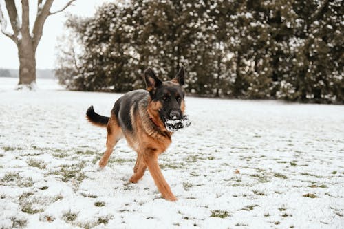 Kostnadsfri bild av djur, djurfotografi, hund