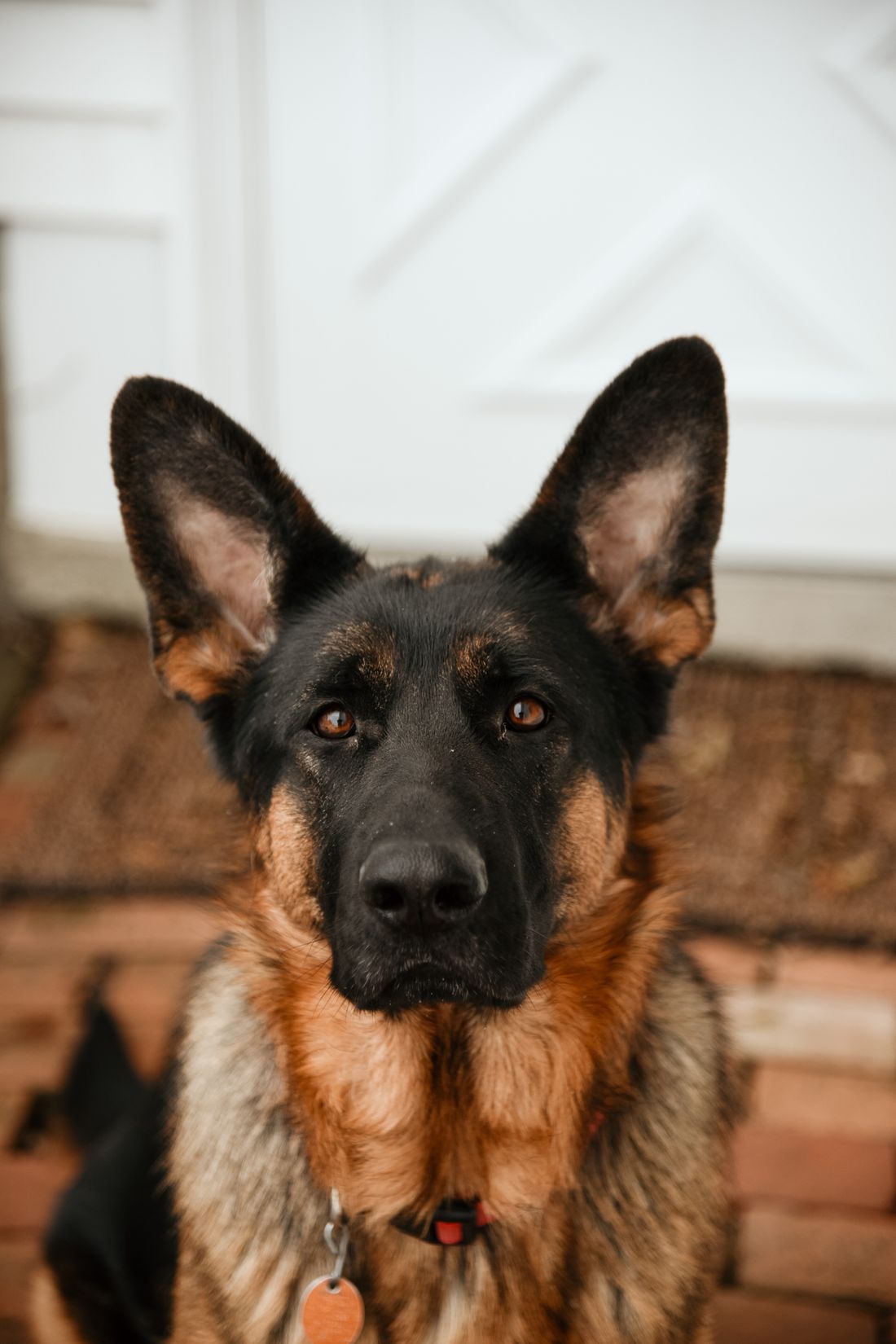 Dış ortamda dikkatli duran Alman Çoban Köpeği portresi