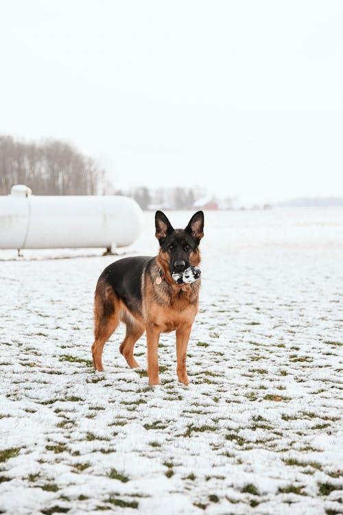 Photo of German Shepherd on Snowy Field
