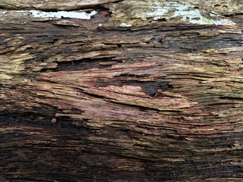 Kostnadsfria Kostnadsfri bild av bark, brun, närbild Stock foto