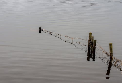 フェンス, 水, 湖の無料の写真素材