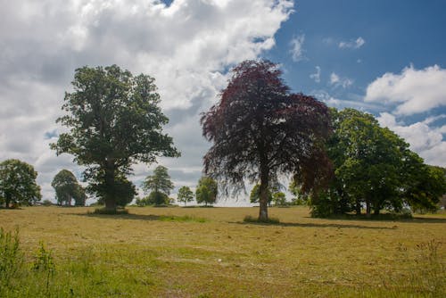 大樹, 美麗的天空, 農業領域 的 免費圖庫相片