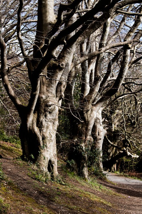 樹木, 樹林, 硬陰影 的 免費圖庫相片
