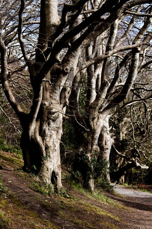 Free Trees Stock Photo