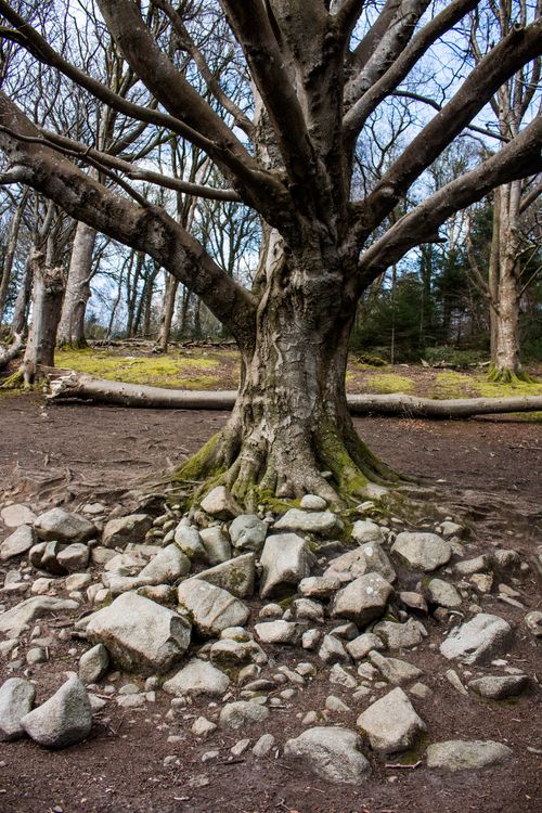 Free Tree near rocks Stock Photo