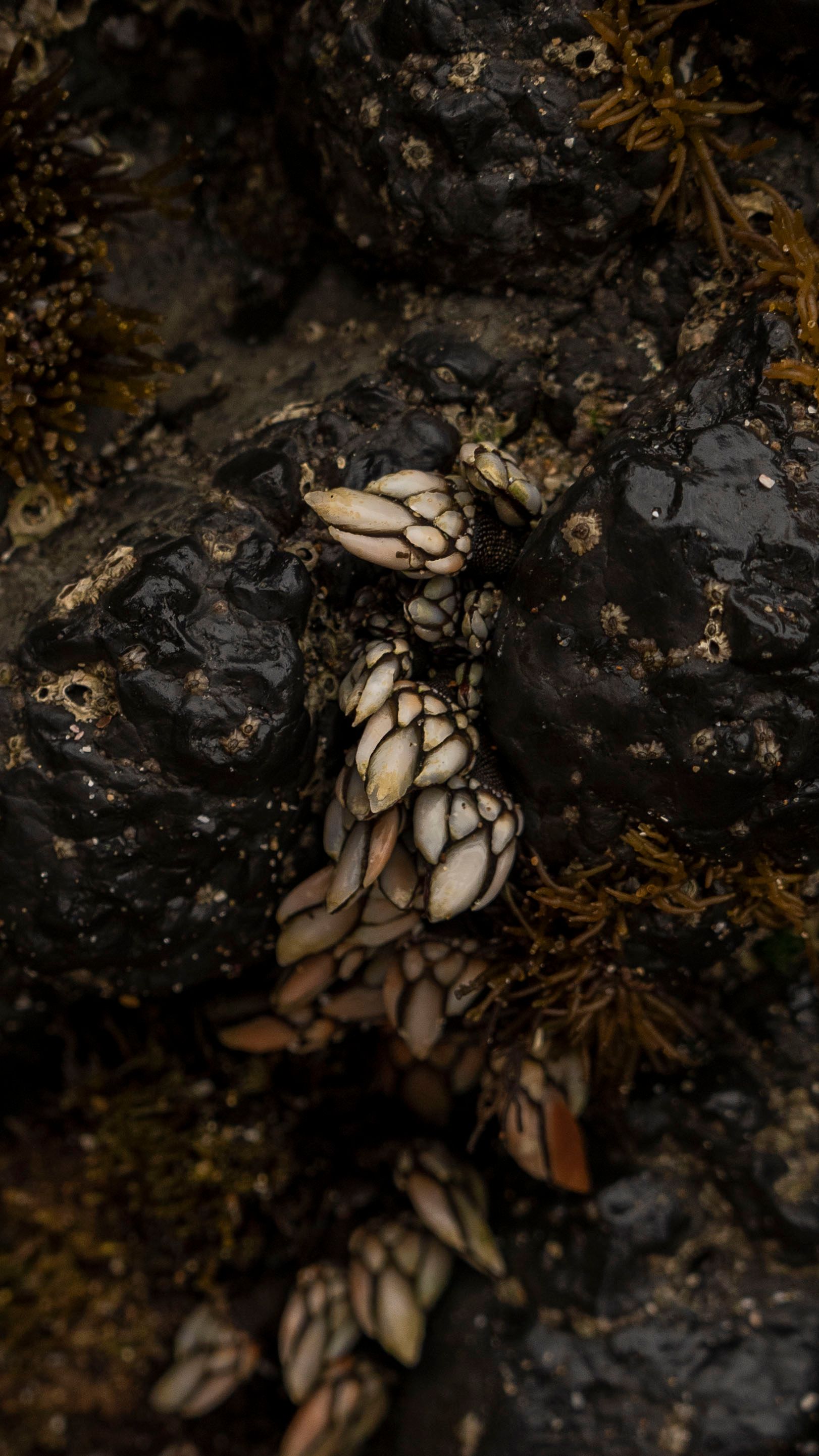 Close-p of Gooseneck Barnacles · Free Stock Photo